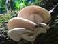 Nyári laskagomba (Pleurotus pulmonarius), Vértes. Fehéres, mélyen lefutó, sűrű lemezek